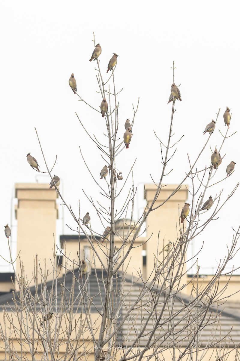 Japanese Waxwing - ML645767207