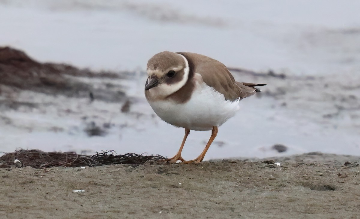 Common Ringed Plover - ML645767208