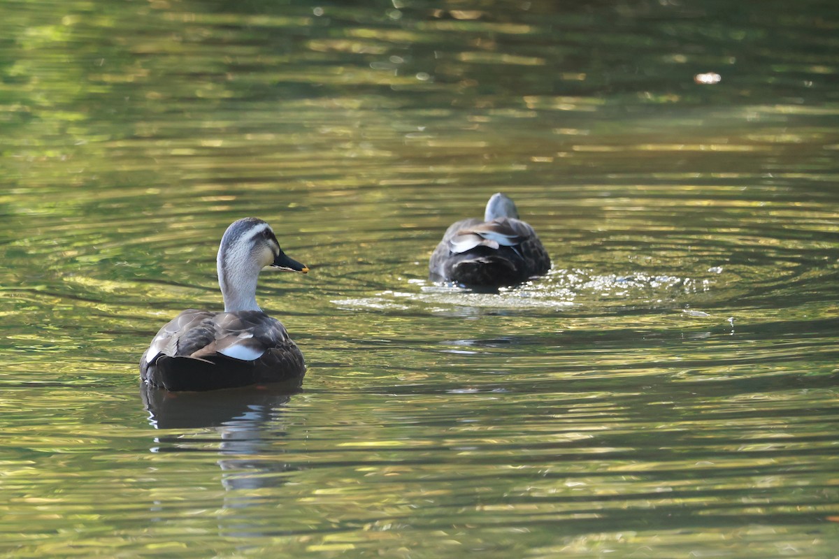 Eastern Spot-billed Duck - ML645767209