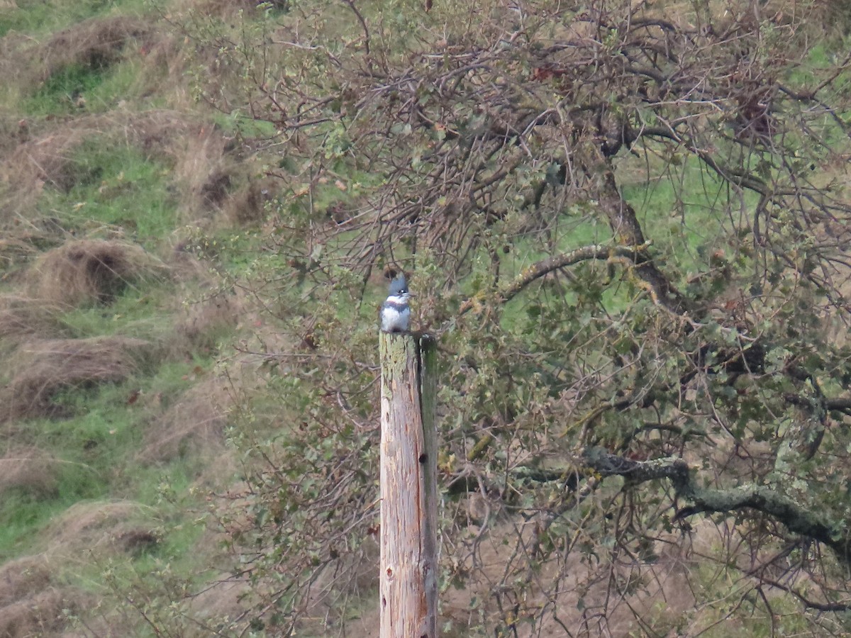Belted Kingfisher - ML645767211