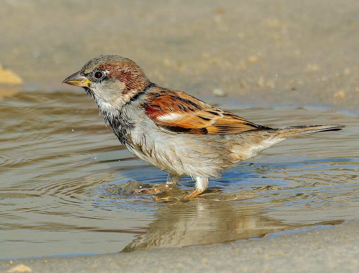 House Sparrow - ML645767212