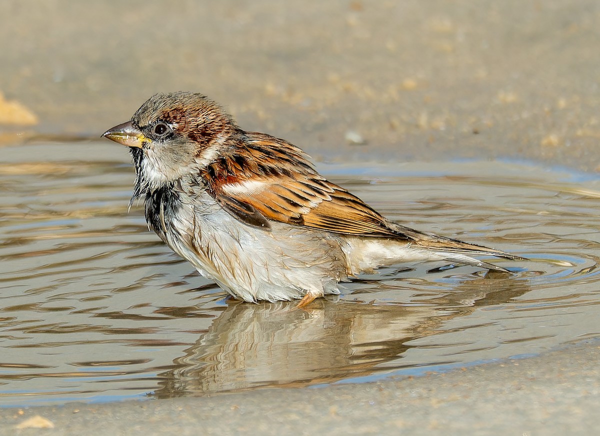House Sparrow - ML645767213