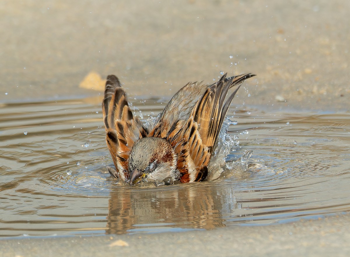 House Sparrow - ML645767214