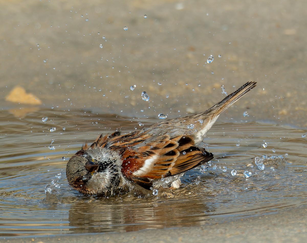House Sparrow - ML645767215