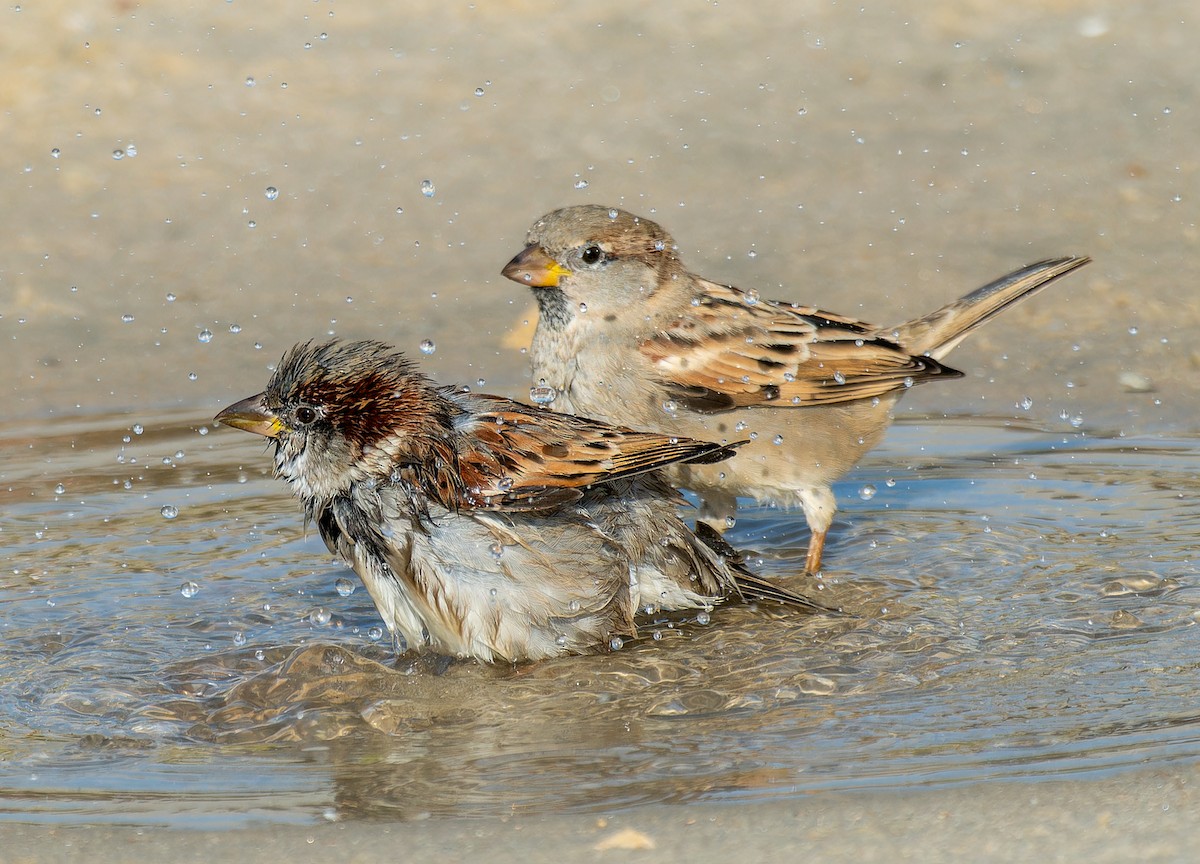 House Sparrow - ML645767216