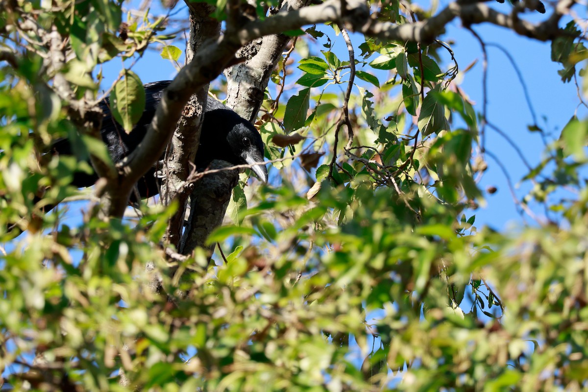 Carrion Crow - ML645767217