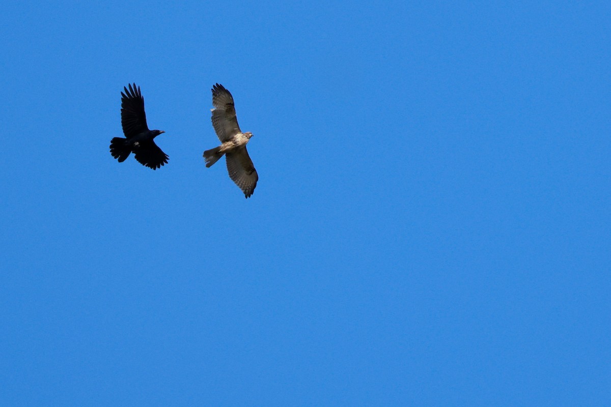 Eastern Buzzard - ML645767221
