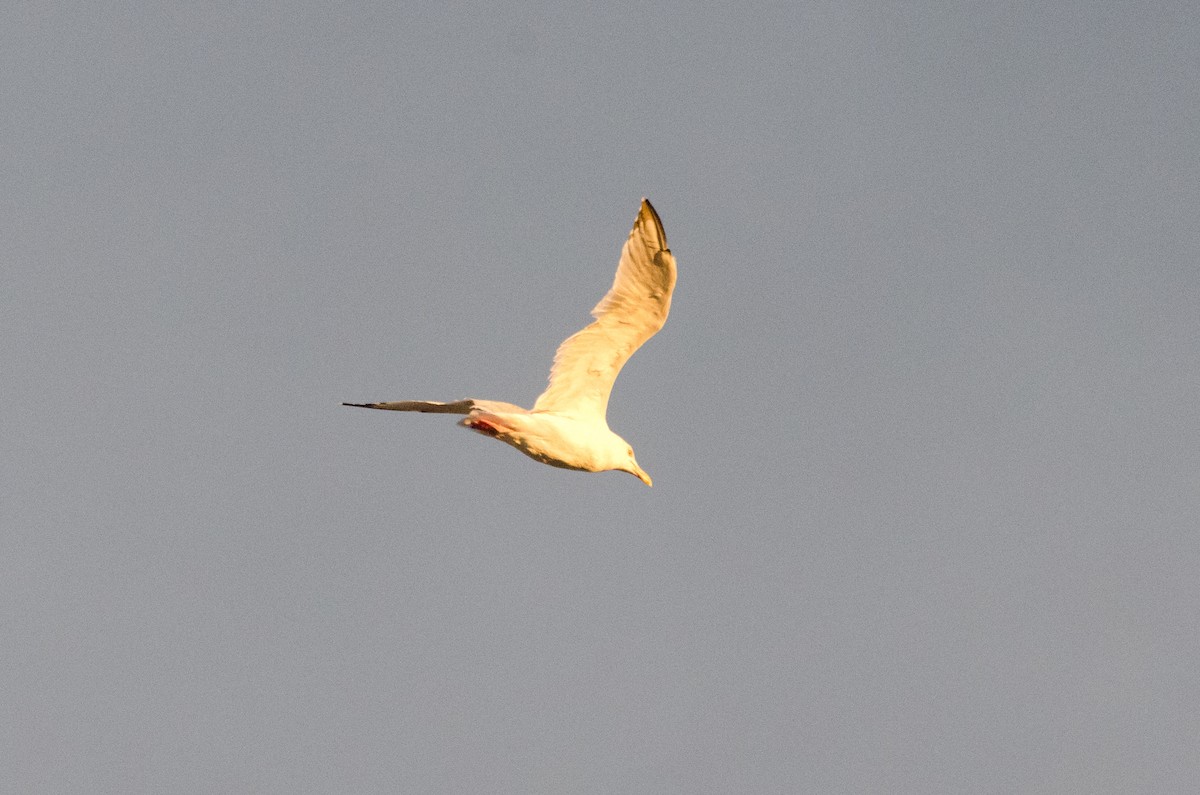 чайка sp. - ML645767225