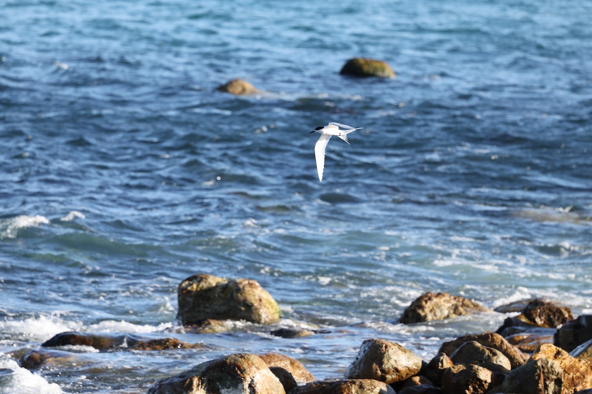 White-fronted Tern - ML645767226