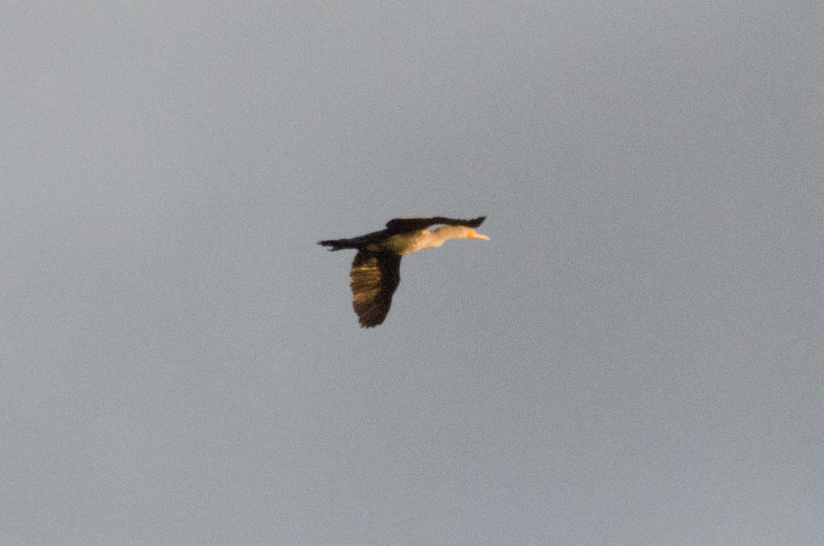 Double-crested Cormorant - ML645767234