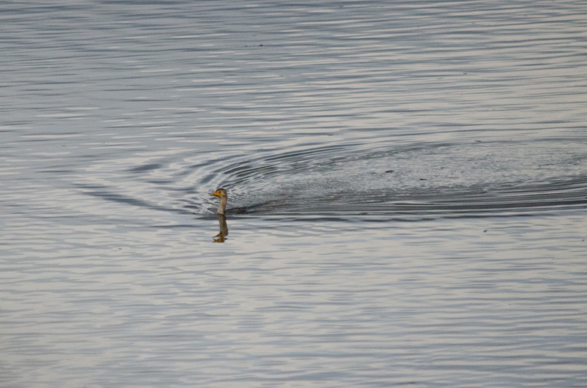 Double-crested Cormorant - ML645767235