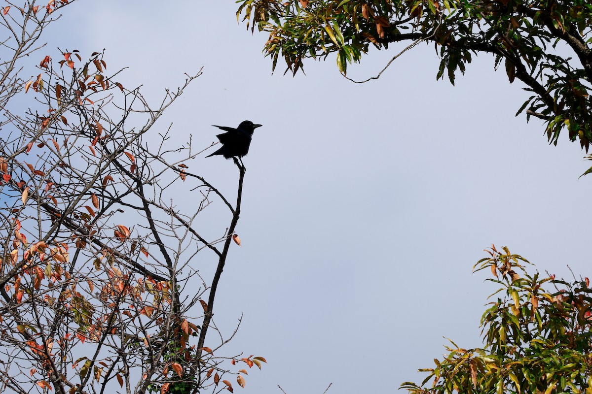 Carrion Crow - ML645767239