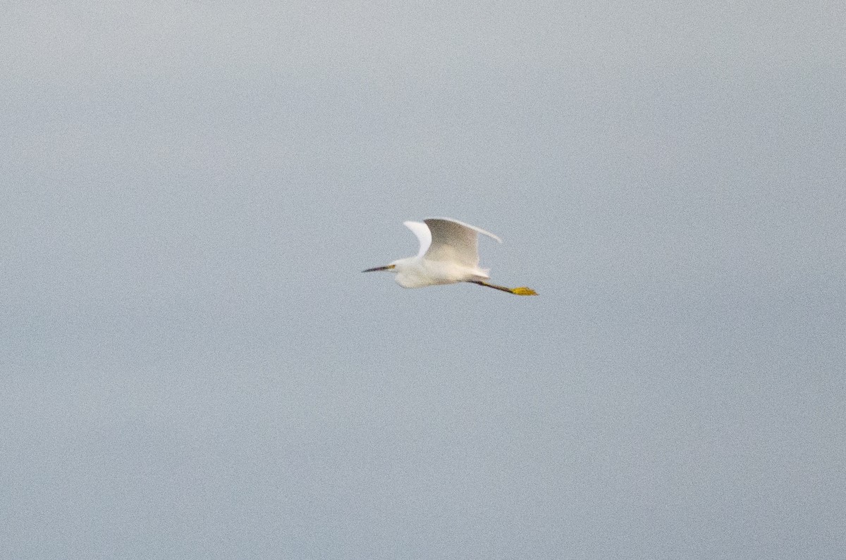 Snowy Egret - ML645767243