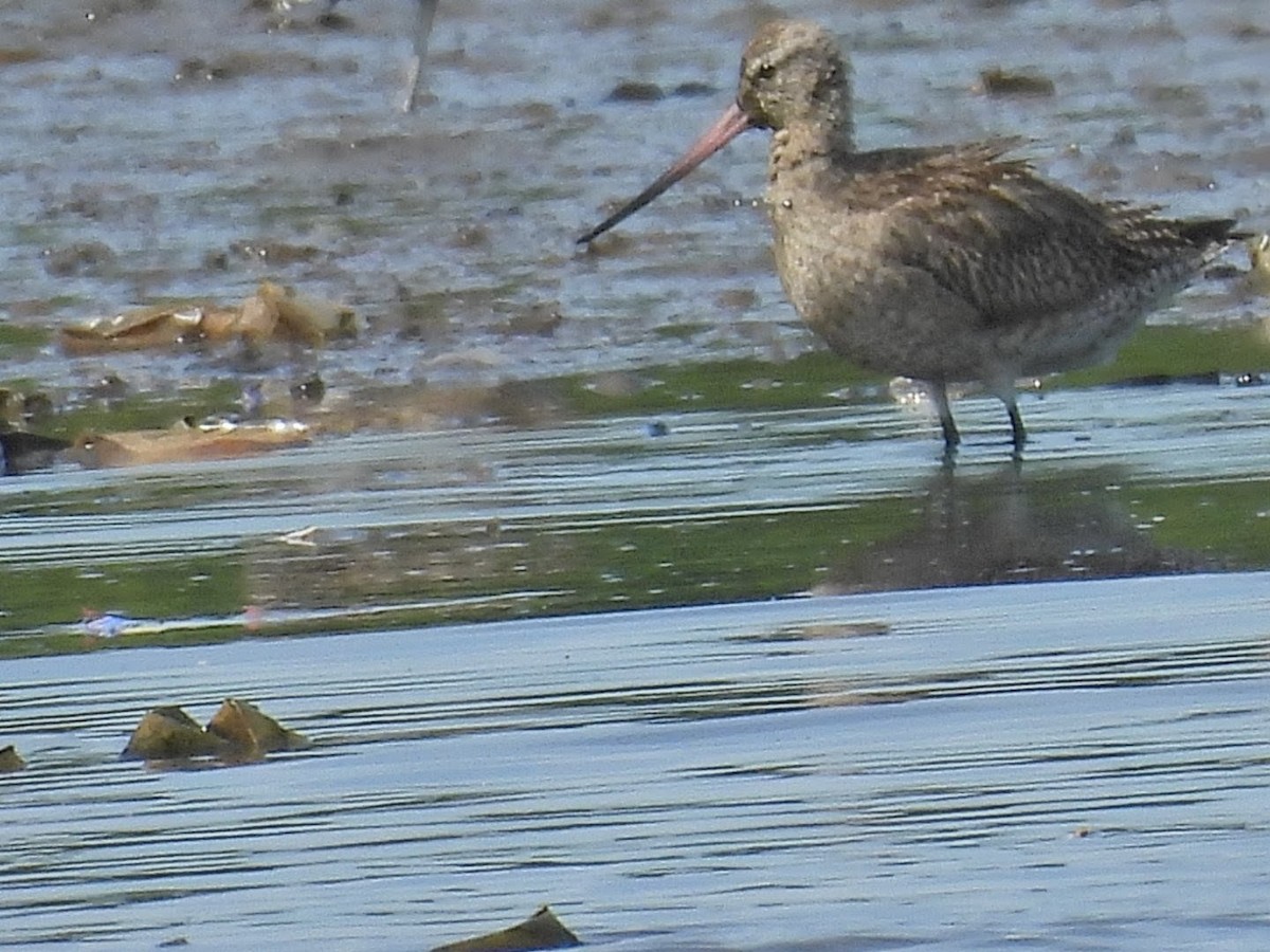 Bar-tailed Godwit - ML645767244