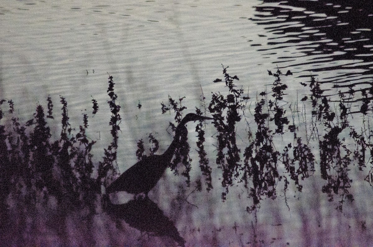 Great Blue Heron - ML645767245