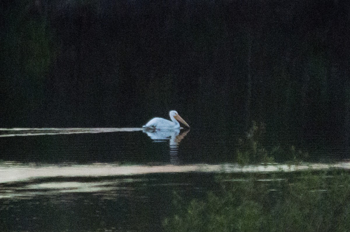 American White Pelican - ML645767251