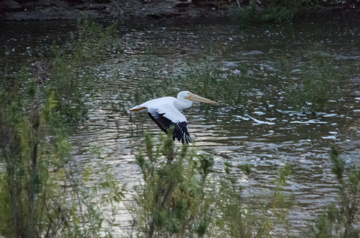 American White Pelican - ML645767252