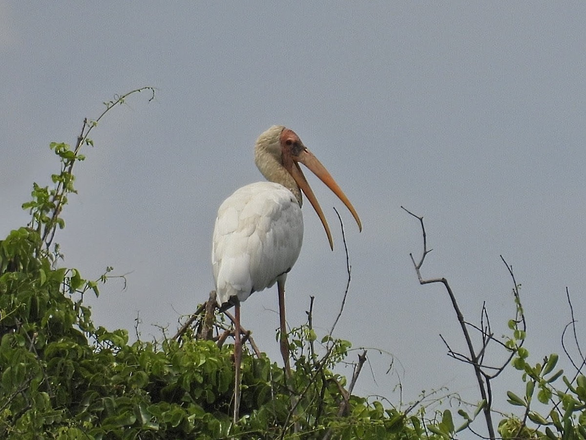 Milky Stork - ML645767254