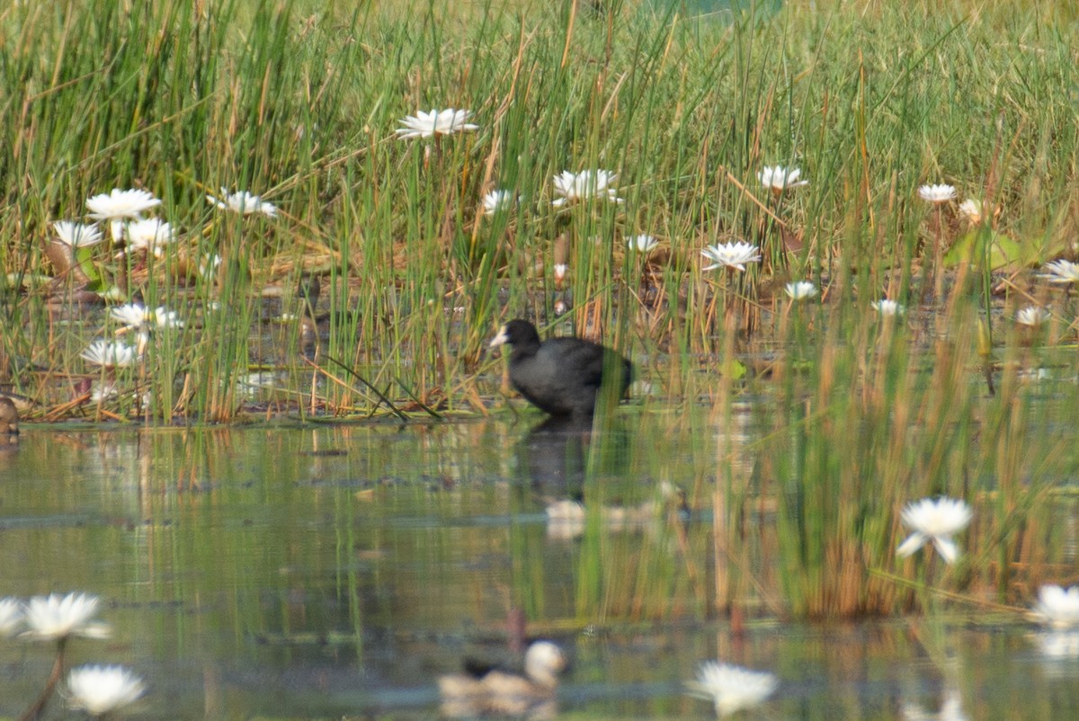 Eurasian Coot - ML645767259