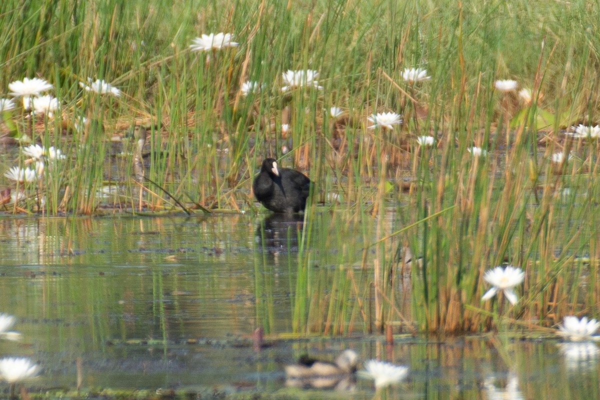 Eurasian Coot - ML645767260