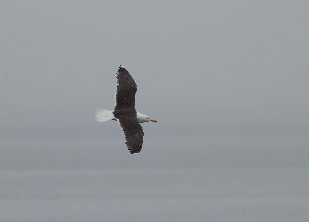 Great Black-backed Gull - ML645767261