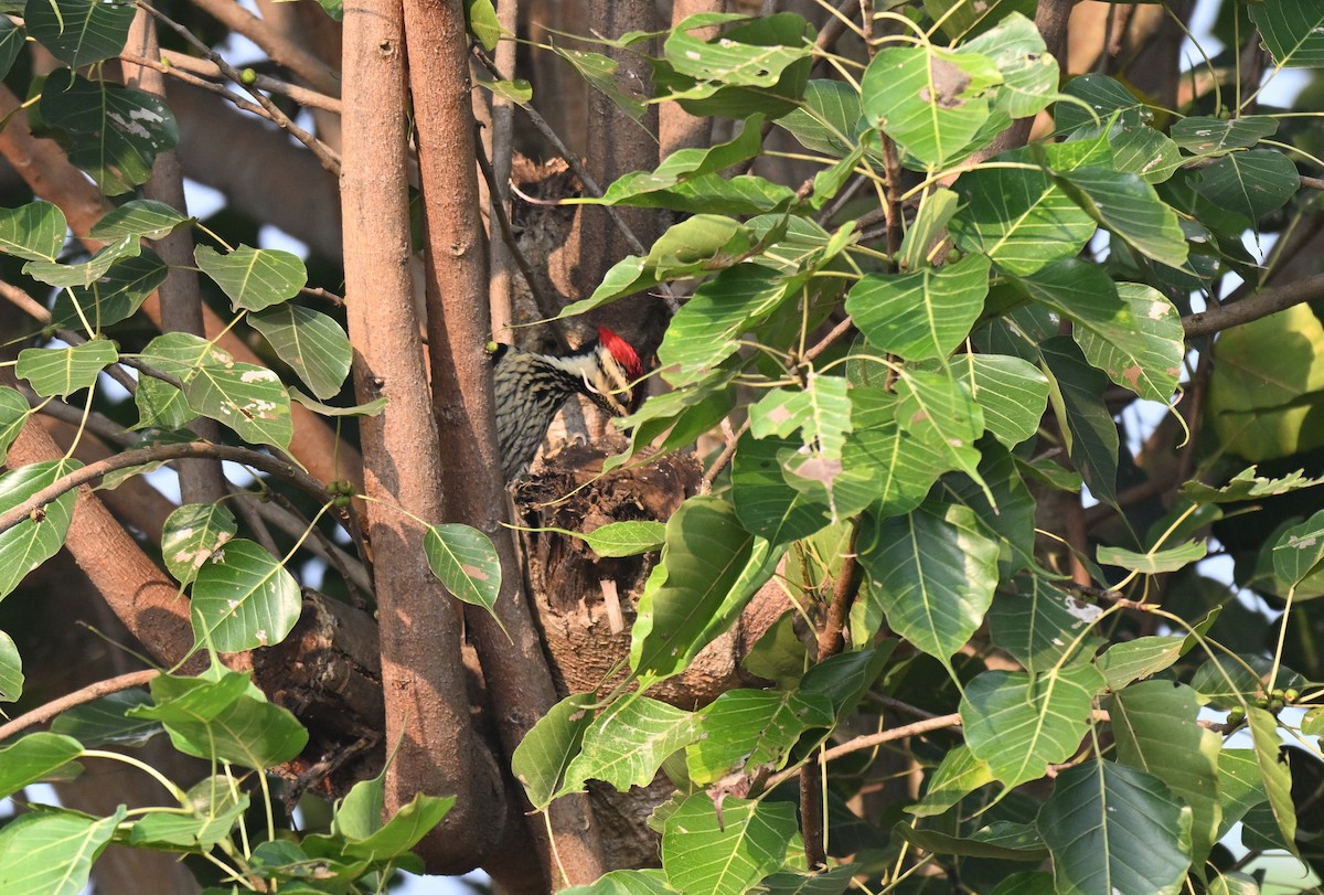 Black-rumped Flameback - ML645767265