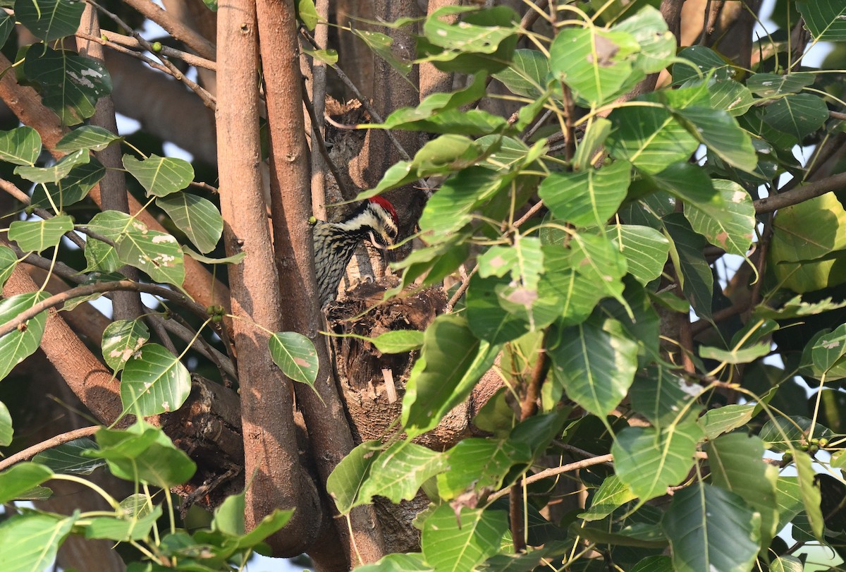 Black-rumped Flameback - ML645767266