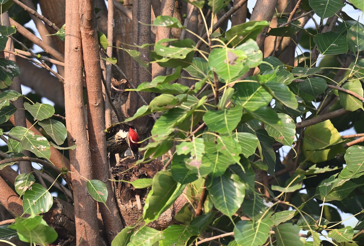 Black-rumped Flameback - ML645767267