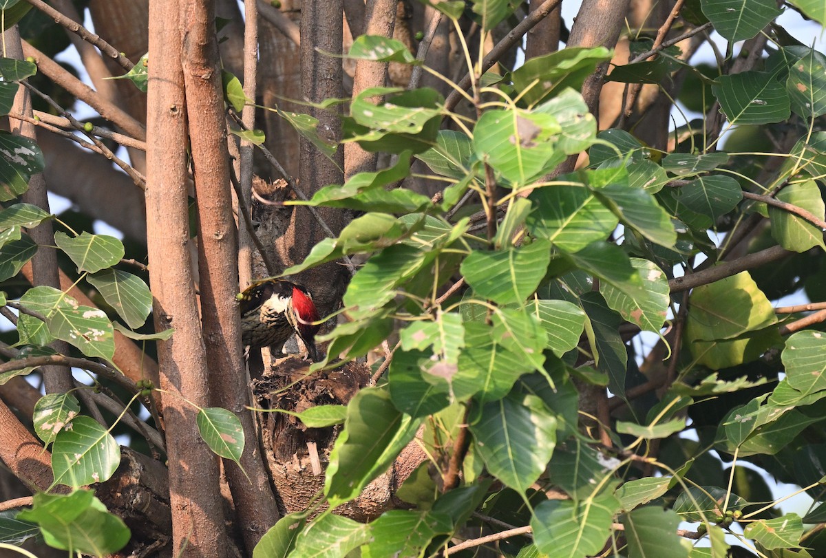 Black-rumped Flameback - ML645767268