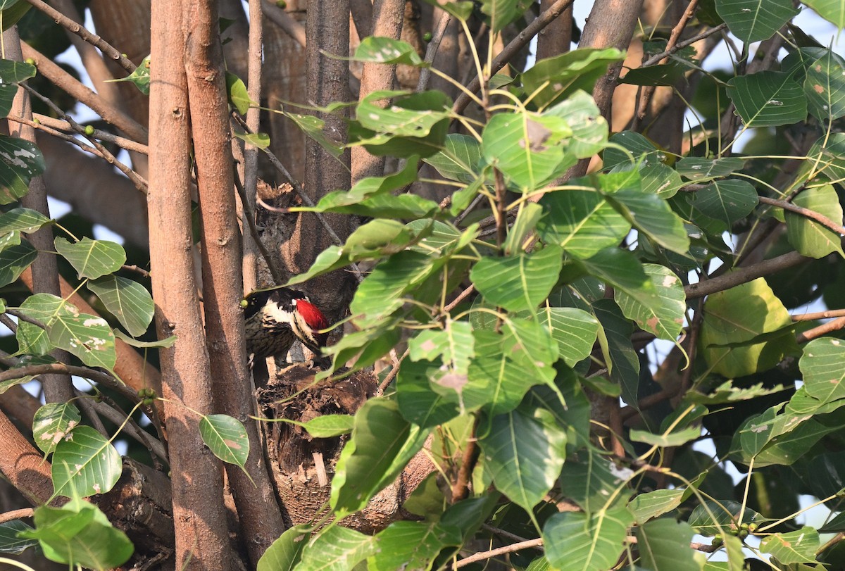 Black-rumped Flameback - ML645767269