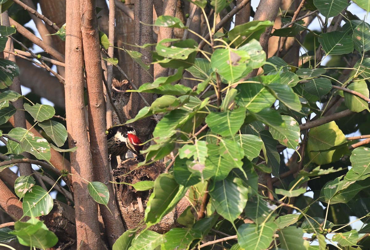 Black-rumped Flameback - ML645767270