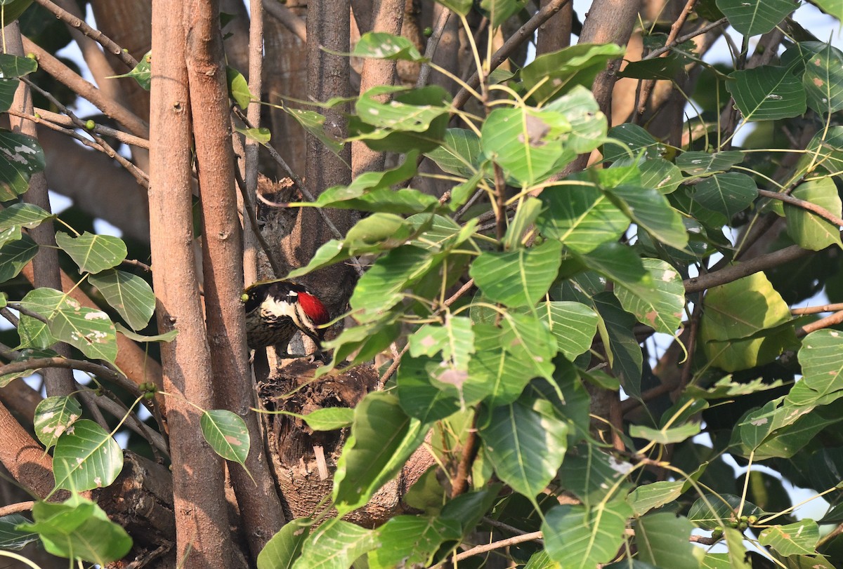 Black-rumped Flameback - ML645767271
