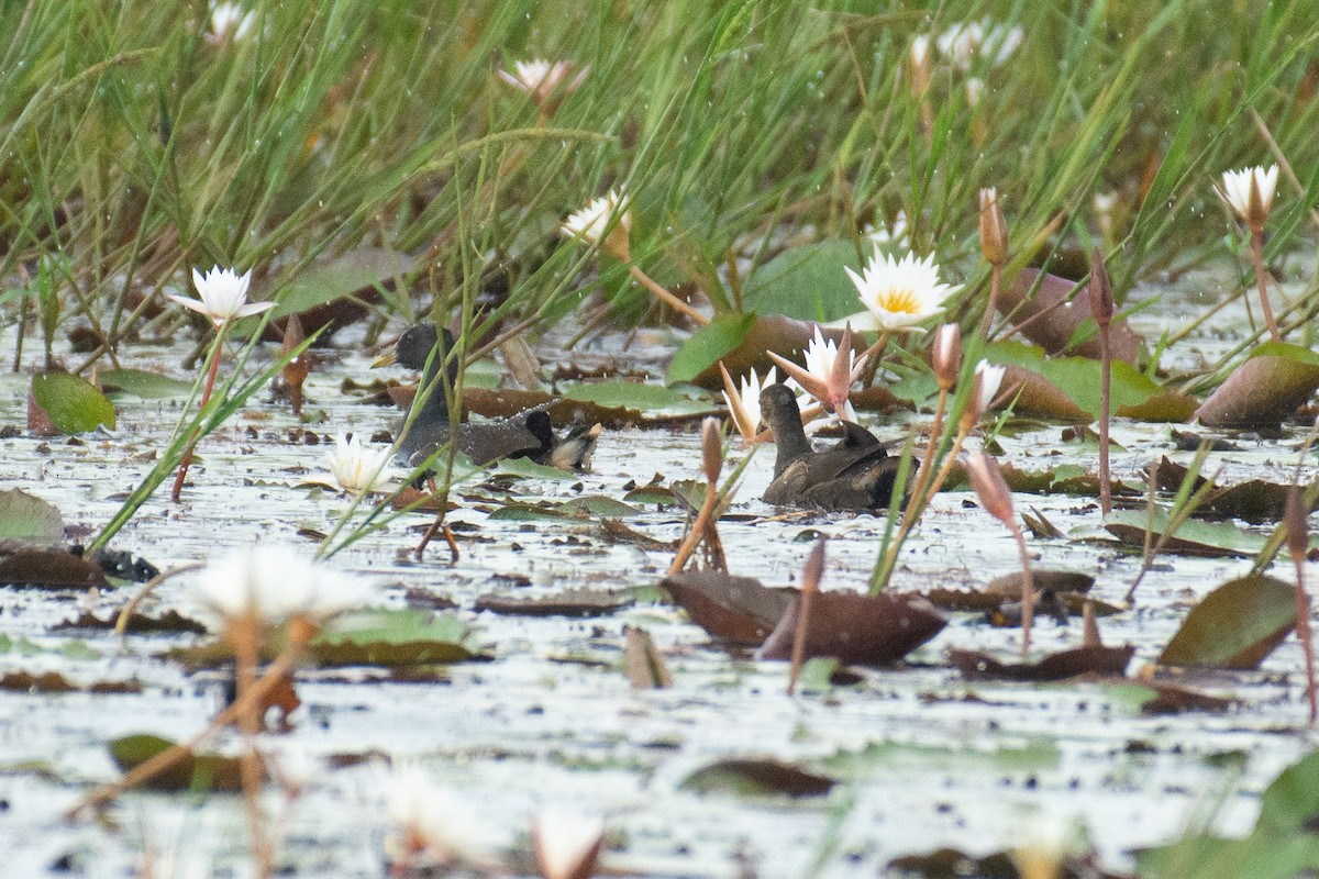 Eurasian Moorhen - ML645767272