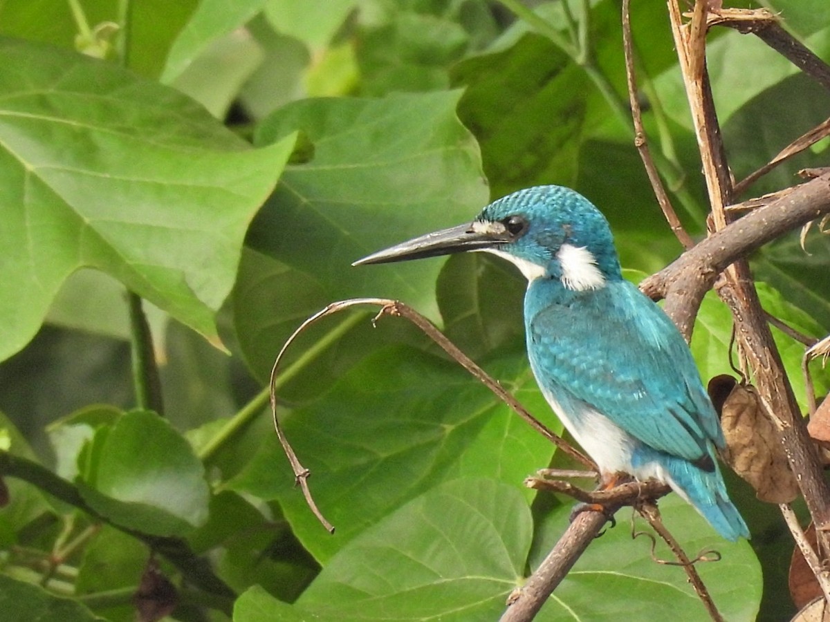 Small Blue Kingfisher - ML645767273