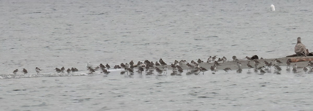 Dunlin - ML645767275