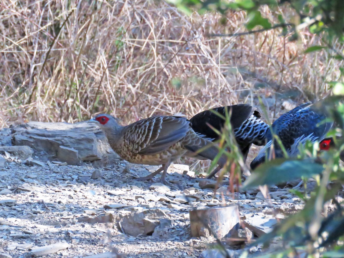 Kalij Pheasant - ML645767276