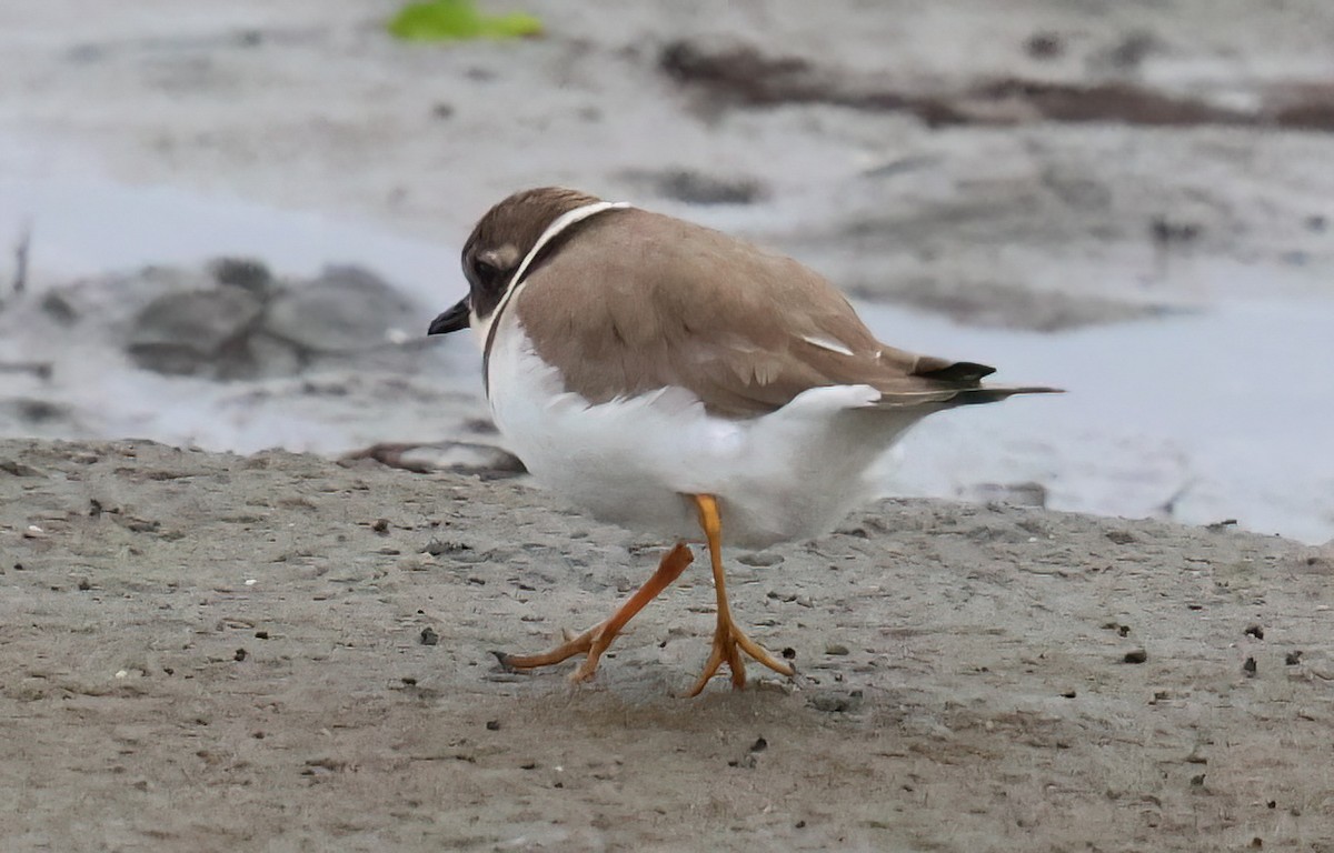 Common Ringed Plover - ML645767277