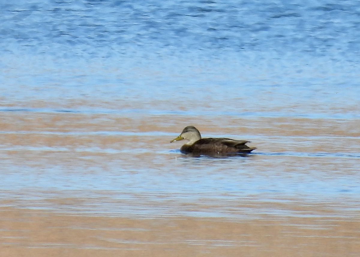 American Black Duck - ML645767278