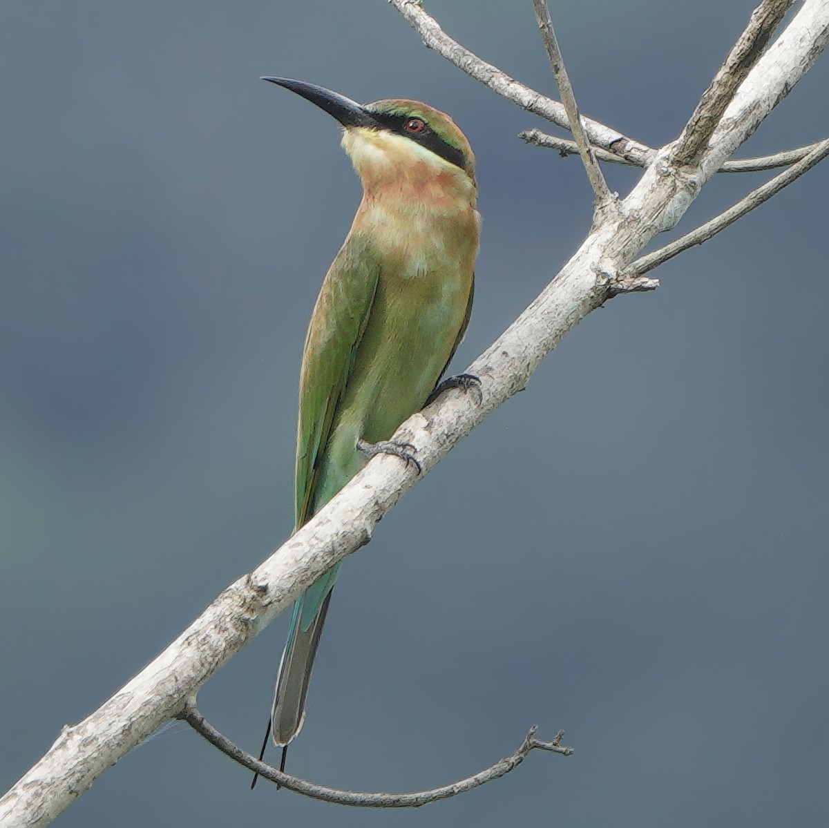 Blue-tailed Bee-eater - ML645767282