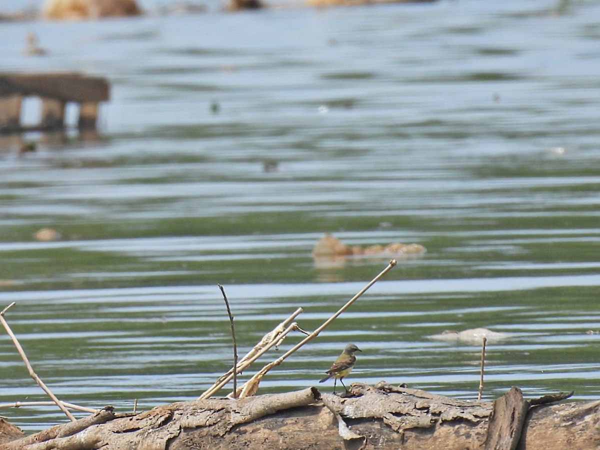 Eastern Yellow Wagtail - ML645767285