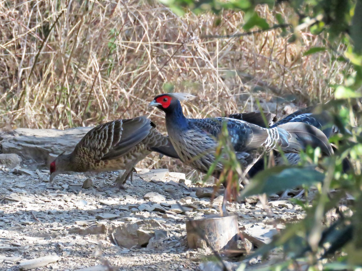 Kalij Sülünü - ML645767286