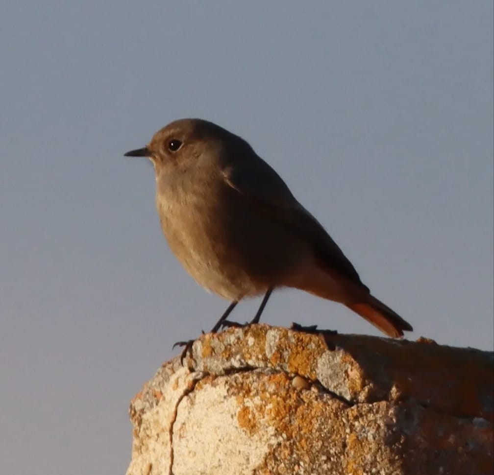 Black Redstart - ML645767289