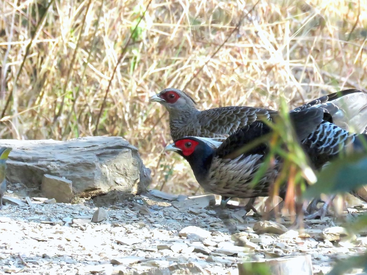 Kalij Sülünü - ML645767290