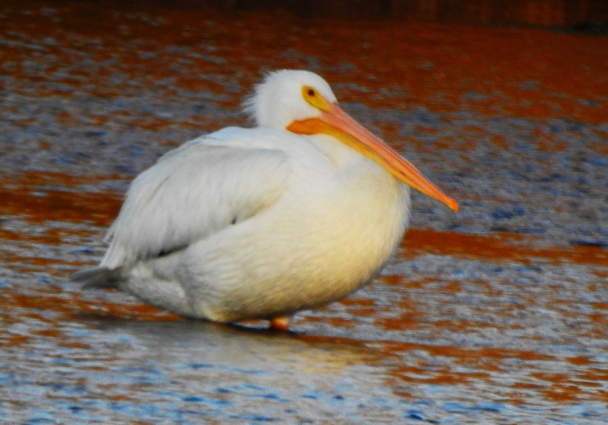 American White Pelican - ML645767291