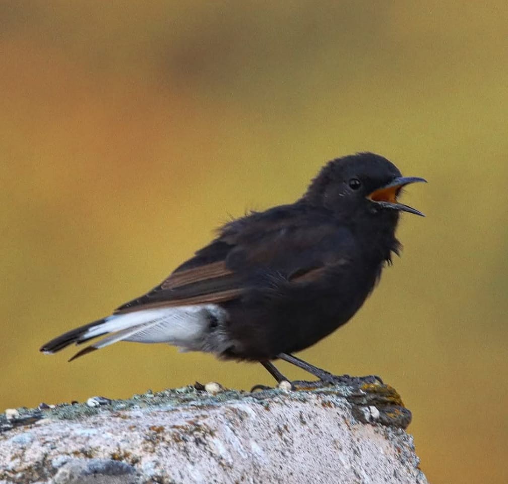 Black Wheatear - ML645767292
