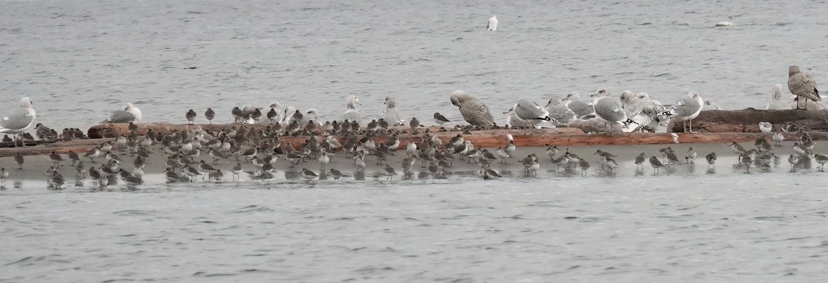 Dunlin - ML645767293