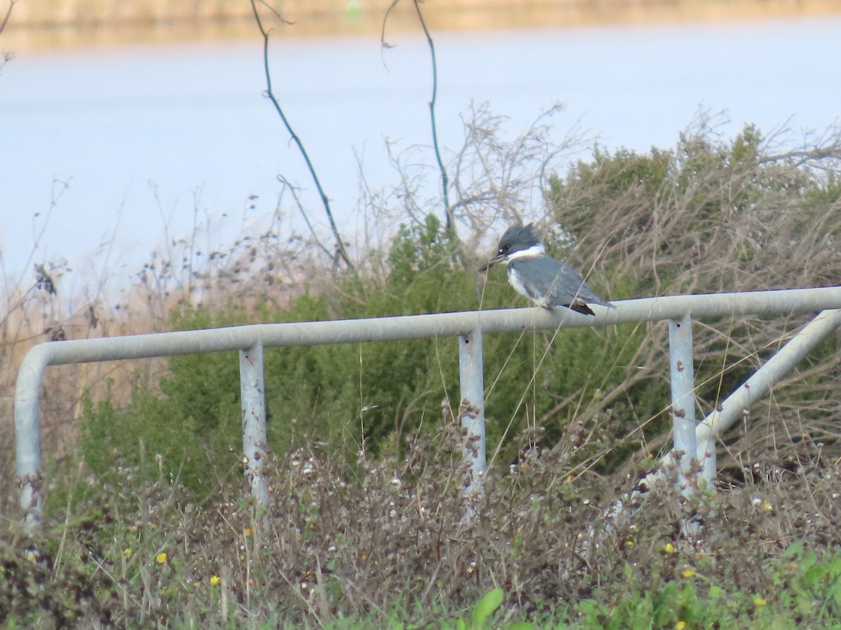 Belted Kingfisher - ML645767301