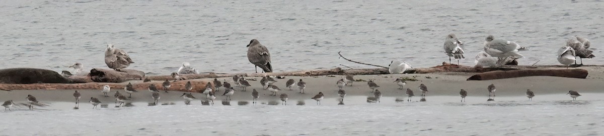 Dunlin - ML645767316