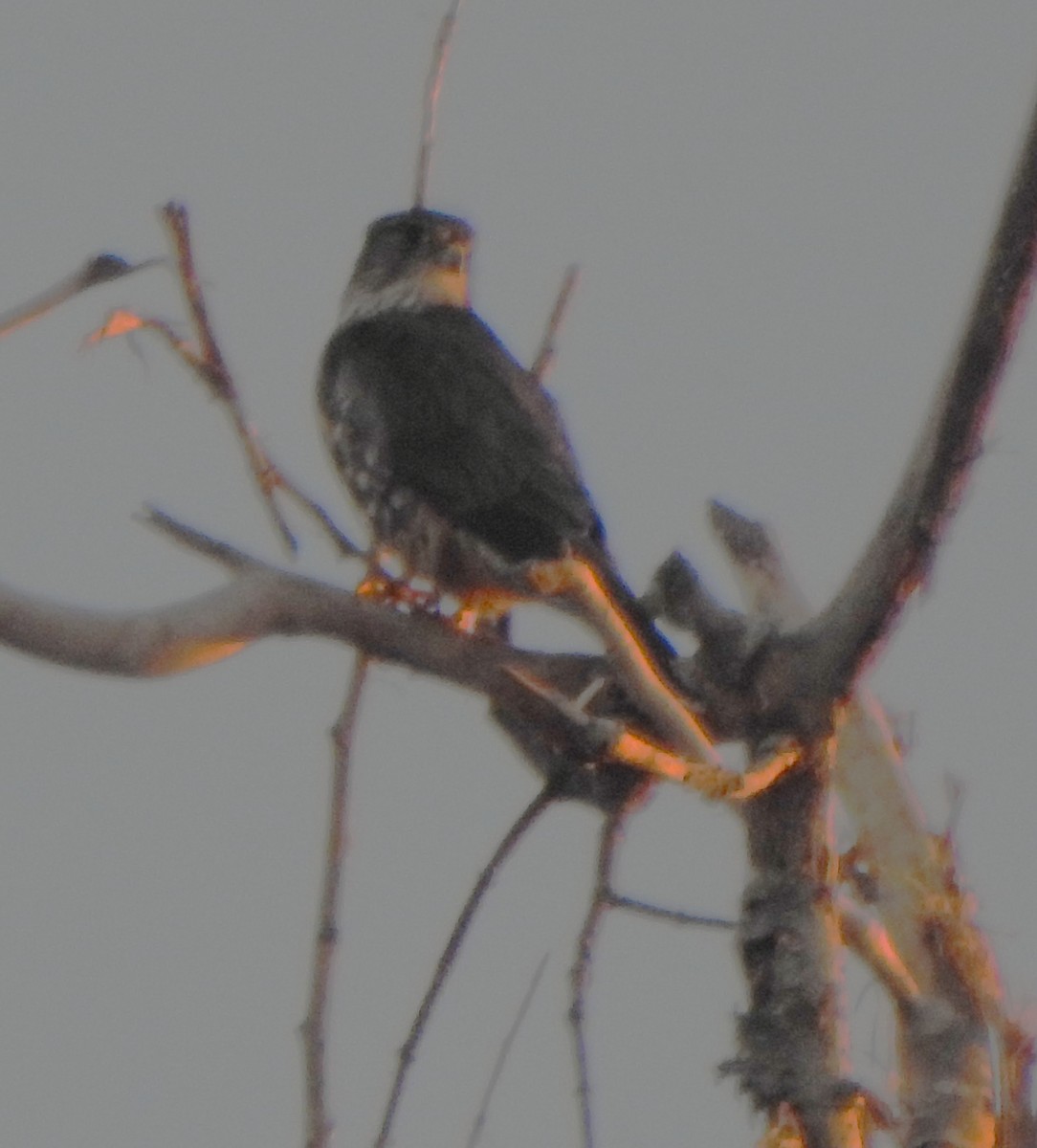 Merlin - ML645767328