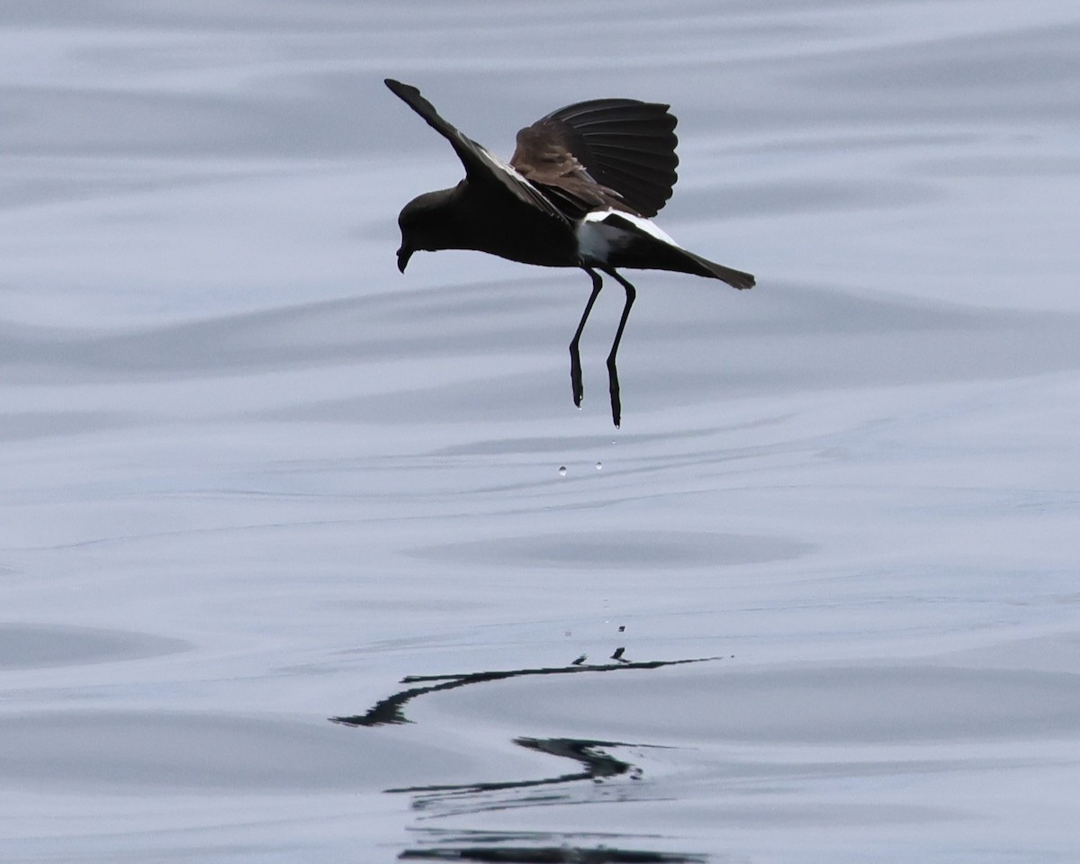Wilson's Storm-Petrel - ML645767331